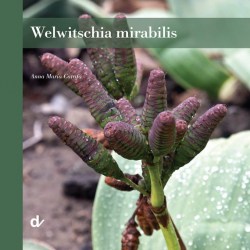 Welwitschia mirabilis 0x250